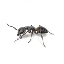 pest control