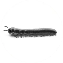 pest control