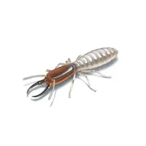 pest control