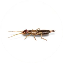 pest control