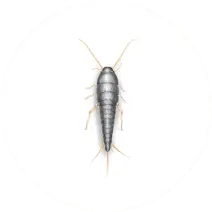 pest control