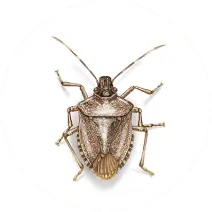 pest control